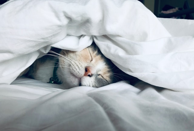 Sleep difficulties when a child or young person is experiencing autistic&nbsp;burnout